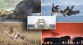 صور من مملكة الحيوان تظهر صراع البقاء بمعناه الحقيقي