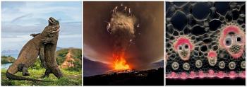 صراع التنانين وصاعقة البركان وجماجم البردي أغرب 10 صور في 2015