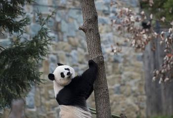 صور رائعة لدبّ الباندا في الولايات المتحدة الأمريكية على الأشجار