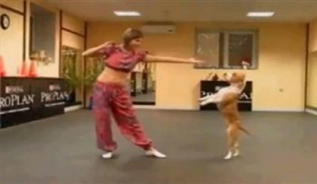 كلب يبرع في الرقص الشرقي على الأنغام الهندية