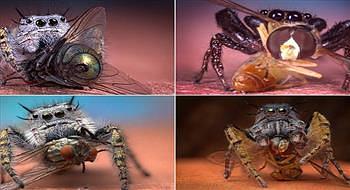 العناكب تلتهم الذباب في مجموعة من الصور الاحترافية المدهشة