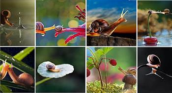 عالم الحلزون السحري في مجموعة من الصور المدهشة