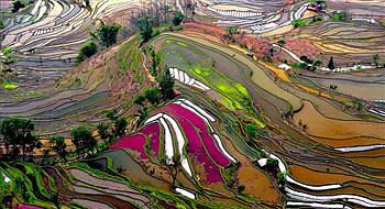 حقول الأرز لوحات طبيعية متقنة بشكل مدهش