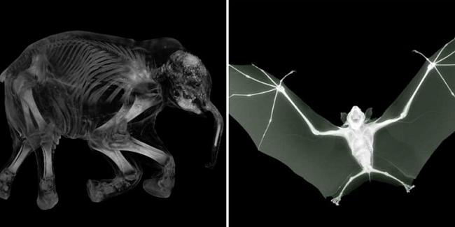 أشعة تكشف أن للبطريق ركبتين مخفيتين داخل جسده شاهد صور أشعة لحيوانات أخرى