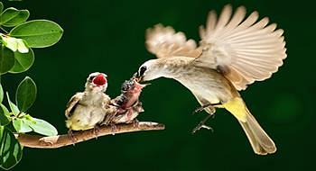 غريزة الأمومة في عالم الطيور تطغى على كل الغرائز الأخرى