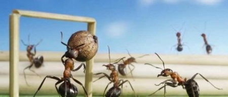 مصور شهير يتمكن من دخول عالم النمل الخفى ويستخدم تقنية الماكروا لالتقاط صور مبهرة