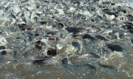 فيديو لقطات مذهلة شاهد كيف يتم إطعام أسماك القراميط فى الصين