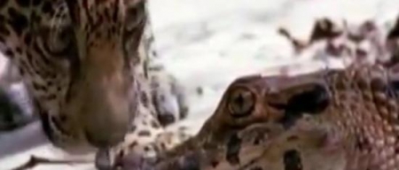 بالفيديو خدعة تمساح ظن الفهد أنه نائمًا فهاجمه التمساح