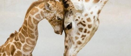 بالفيديو اروع صور لبعض الحيوانات مع صغارهم تظهر الأمومة والحنان فى أنقى صورها