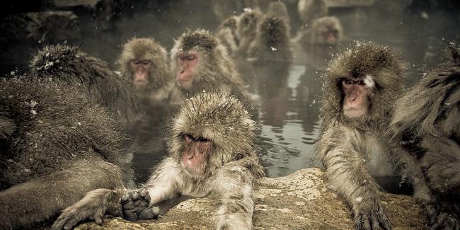 القرود في الينبوع الساخن لأن الكسل ألذ ألذ