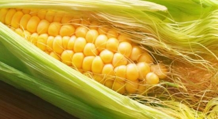 فوائد صحية مذهلة للخيوط التي تحيط في الذرة