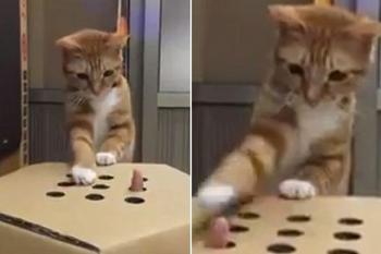 قطة تلعب بتركيز شديد لعبة ضرب الإصبع