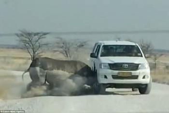 وحيد قرن غاضب يهاجم سيارة سفاري في متنزه أفريقي
