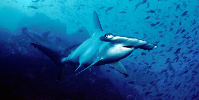 7 أنواع من سمك القرش لم تسمع عنها من قبل شاهد الصور وخذ حذرك قبل فوات الأوان