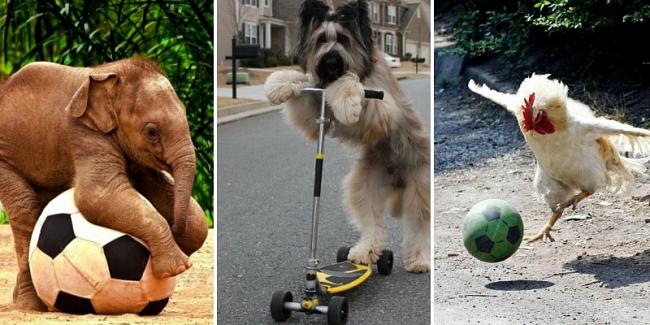 بالصور حيوانات تعرف أهمية التمرينات الرياضية أكثر مني ومنك