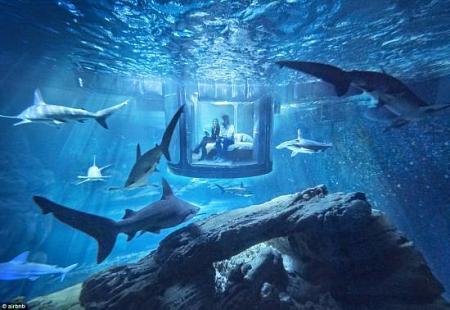 أول غرفة نوم تحت الماء بين أسماك القرش