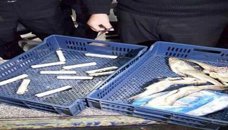 بالصور القبض على مصري يهرب حشيش داخل أحشاء الأسماك
