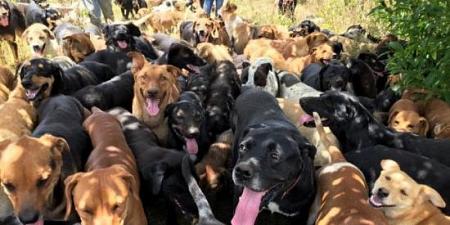 كوستاريكا أكبر مكان في العالم يجمع الكلاب الضالة