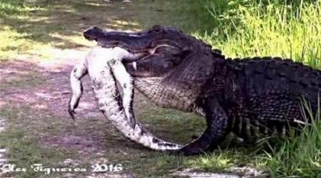 بالفيديو تمساح ضخم يلتهم تمساحاً صغيراً في فلوريدا