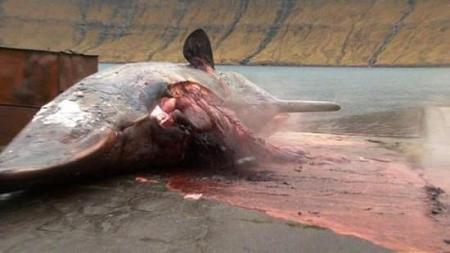 لماذا قد تنفجر الحيتان الميتة ؟