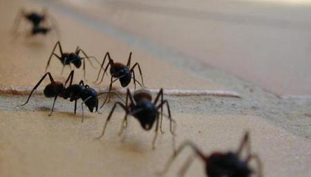 6 نصائح للتخلص من الحشرات في منزلك