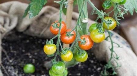 نبتة سحرية تنتج الطماطم والبطاطا للبيع في بريطانيا