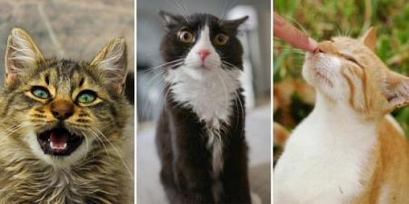 5 أسرار من لغة قطط المنازل تهم مربي القطط رقم 5 قد تصدمك!