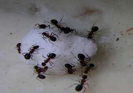 النمل يستوطن بيتك في الحر؟ 3 طرق طبيعية للتغلب عليه نهائيًا