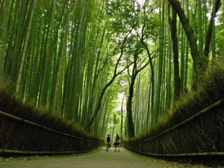 صور منوعة غابة الخيزران الجميلة في اليابان والمزيد