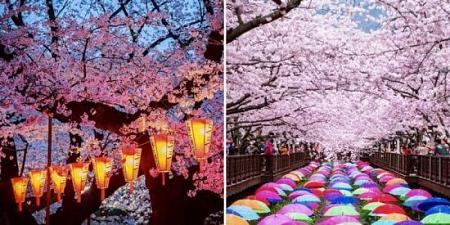 صور أشجار الساكورا أغرب وأجمل أشجار في اليابان