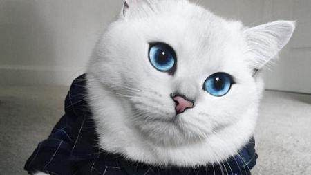بالصور كوبي القطة صاحبة العين الأجمل في العالم