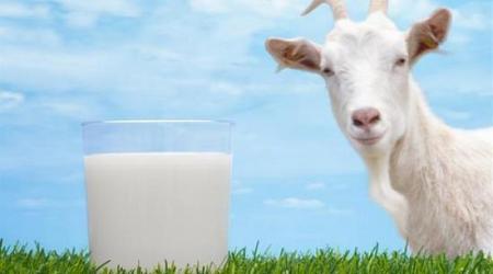 حليب الماعز البديل المناسب لحليب الأبقار