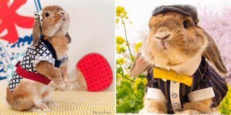 كوكب اليابان أنقذ أرنباً محظوظاً من التحول إلى ضحية في وجبة الملوخية بالأرانب ليحترف مجال الأزياء