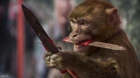 القرد السكران يطارد زبائن البار بالسكين