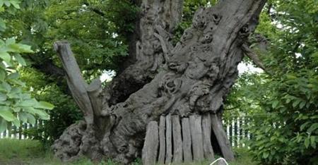 أقدم 10 أشجار حية في العالم