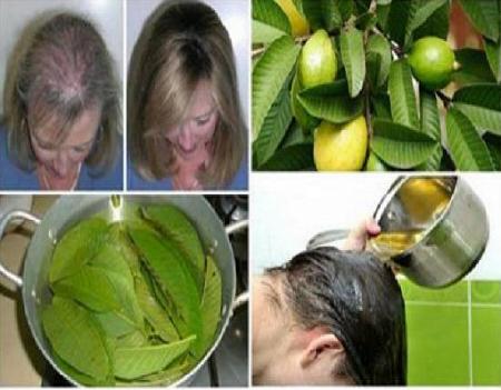 علاج تساقط الشعر باستخدام اوراق الجوافة