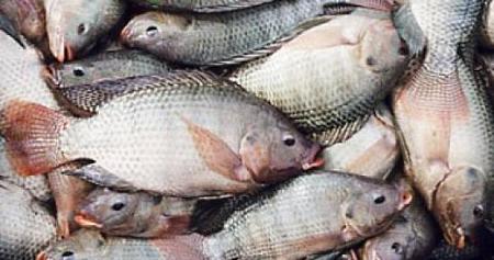 تناول السمك البلطى وأسماك المزارع يؤدى إلى أمراض خطيرة قد تؤدى إلى الوفاة 