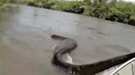 بالفيديو لحظة ظهور ثعبان عملاق في أحد الأنهار
