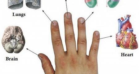 كل إصبع مرتبط بعضوين من أعضاء جسمك طريقة يابانية تعالجك في 5 دقائق