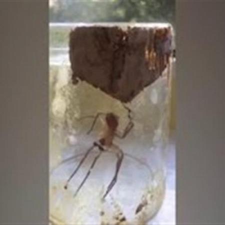 بالفيديو عنكبوت يعالج ساقه المكسورة بطريقة غريبة