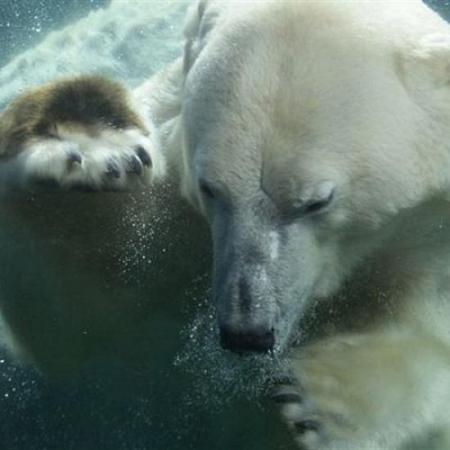 بالصور أنثى دب قطبي ترحب بطفل صغير يراقبها