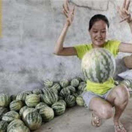 بالفيديو فلاحون صينيون يزرعون بطيخا غير قابل للكسر