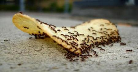 تخلصى من النمل والصراصير والحشرات الزاحفة نهائيا بدون رش أو تكلفة
