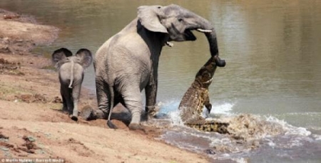 بالفيديو تمساح يهاجم فيل يشرب هل تتخيل من الفائز منهما؟