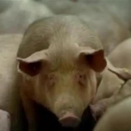 بالفيديو طريقة صناعة الجيلاتين من جلود الخنازير