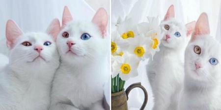 القطط التوائم حديث الناس والعالم بسبب عيونها الملونة شاهد الصور