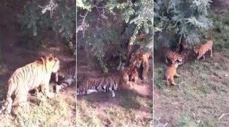 بالفيديو نمور يقطعون أنثى نمر إرباً أمام السياح المذعورين