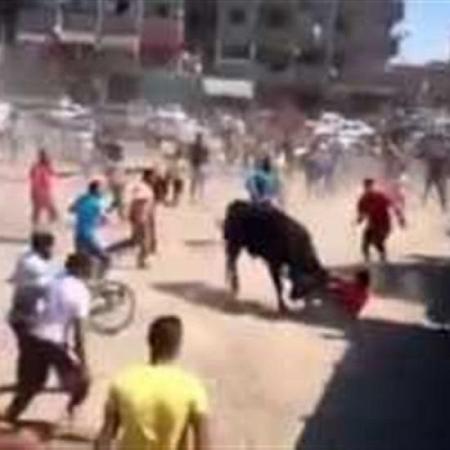 بالفيديو العشرات يفشلون في السيطرة على عِجل هائج ببورسعيد