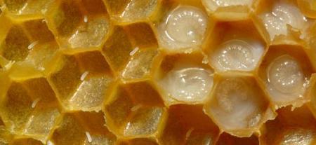 فوائد غذاء ملكات النحل واستخداماته 14 فائدة رائعة