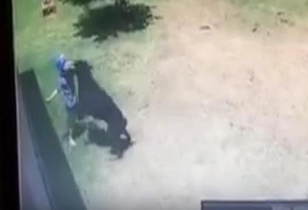 فيديو شاهد كيف هاجم هذا الكلب طفلا بوحشية!